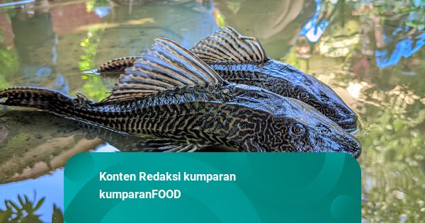 Fakta Unik Ikan Sapu-sapu, si Pembersih yang Jadi Santapan Khas di Brasil