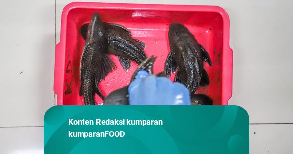 Chef: Ikan Sapu-sapu Sangat Amis, Kulitnya Keras dan Banyak Duri
