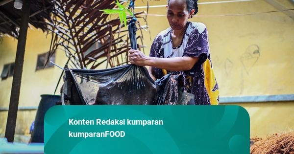 Foto: Melihat Pembuatan Sagu Tradisional di Tulehu, Maluku