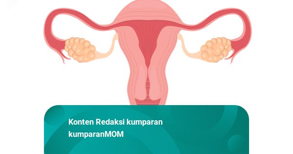 Mendukbangga Minta Edukasi Reproduksi Digencarkan Sejak SD
