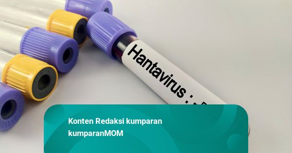 Hantavirus Lagi Ramai Dibahas, Apakah Bisa Jadi Seperti COVID-19?