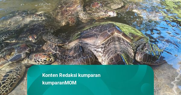 Dongeng Anak Sebelum Tidur: Penyu Kecil yang Belajar Sabar