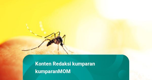 Monkey Malaria Mulai Meningkat, Seberapa Besar Risikonya di Perkotaan?