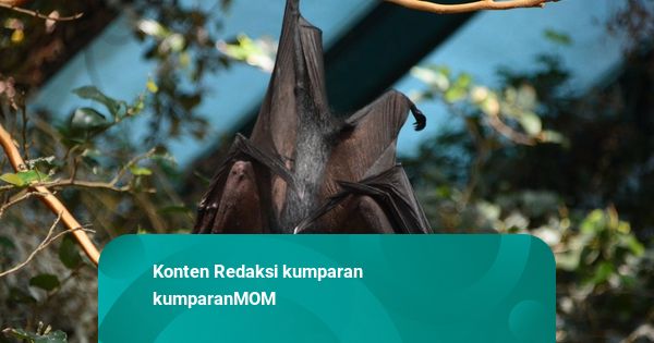 IDAI: di Indonesia, Virus Nipah Ditemukan di Kelelawar, Belum Ada di Manusia