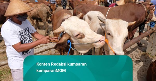 Alasan Daging Kurban Punya Bau Khas dan Lebih Alot