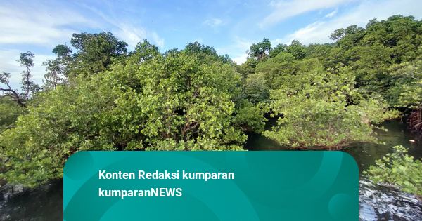 Menjaga Mangrove: Merawat Warisan Alam untuk Generasi Mendatang