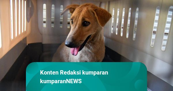 Foto: Pengiriman Anjing untuk Diadopsi di Luar Negeri kumparan com Foto: Pengiriman Anjing untuk Diadopsi di Luar Negeri kumparan com
