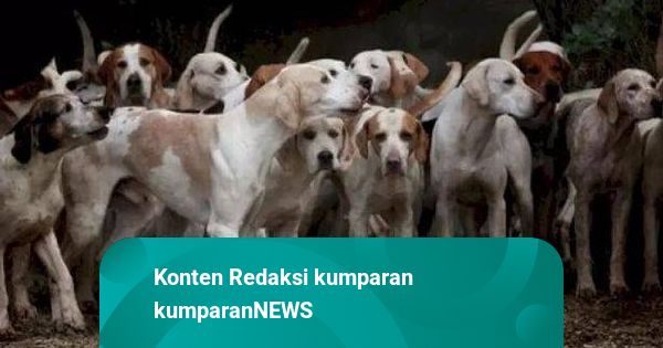 Dinkes DIY Ingatkan Bahaya Konsumsi Daging Anjing: Rabies hingga Leptospirosis