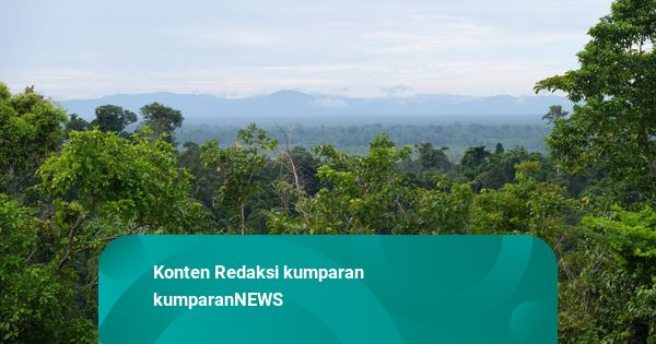 Ada 4,2 Juta Hektare Tambang Ilegal di Hutan, Satgas PKH Siapkan Penertiban