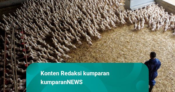 Prancis Dilanda Gelombang Panas, Ratusan Ribu Unggas Mati Massal