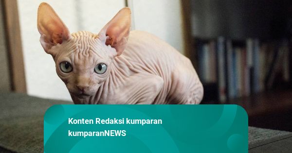 Kucing Sphynx Bernama Noci Mati Usai Lahiran, Klinik Hewan di BSD Disomasi
