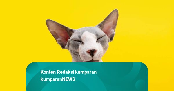 Kasus Matinya Kucing Noci Berlanjut, Pemilik Jalani BAP di Polres Tangsel