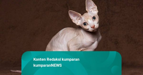 Klinik di BSD Respons Somasi Dugaan Malapraktik Kucing Sphynx
