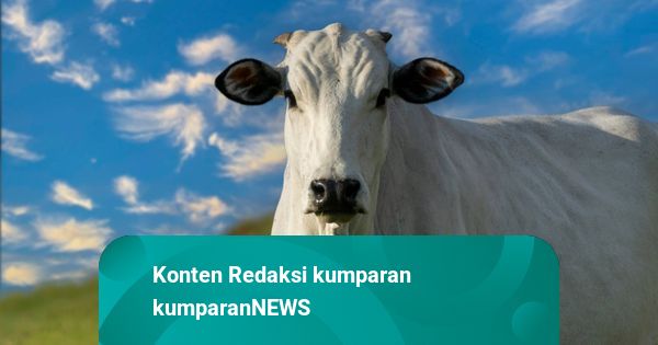 Tali Terlepas, Sapi Kurban di Banyumas Ngamuk di Hajatan Warga