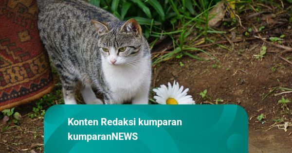 Pria Blora Penendang Kucing sampai Mati Jadi Tersangka, Terancam 1,5 Tahun Bui