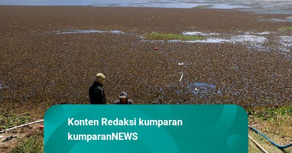 BMKG Sebut Puncak Musim Kemarau Terjadi di Agustus 2026, Ingatkan Dampak El Nino