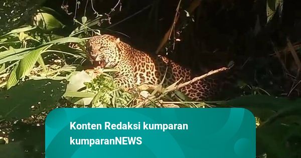 Cara Macan Tutul di Lembang Zoo Kabur: Jebol Atap Kandang karena Stres