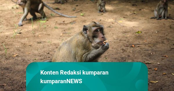 Viral Gerombolan Monyet di Tol Indrapura, Pengelola Antisipasi Pindah Habitat