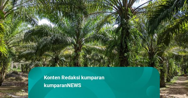 Satgas PKH Telah Kuasai Kembali 3,4 Juta Hektare Lahan Kebun Sawit Ilegal