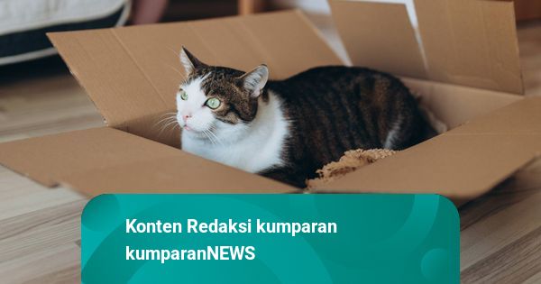 Heboh 4 Kucing di Bali Diikat di Teras Rumah, Polisi Tegur Pemilik