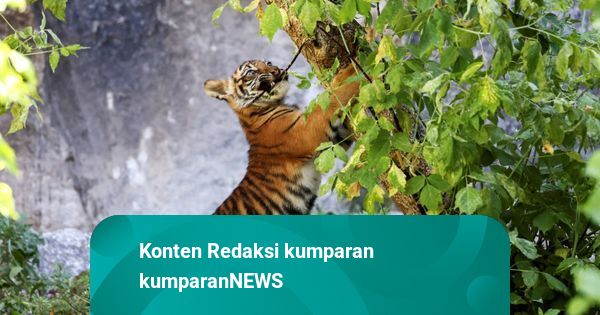 Harimau Sumatera di Mandailing Natal Mati Terjerat Perangkap Babi