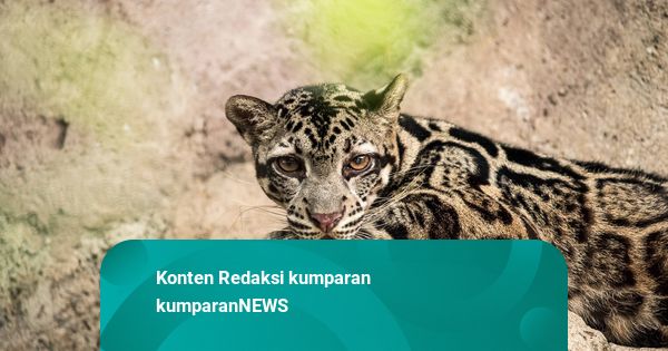 Peneliti Temukan Satwa Langka Macan Dahan-Kucing Merah di Wehea-Kelay Kaltim