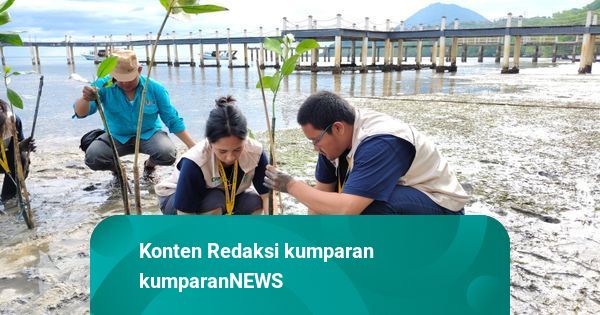 150 Bibit Mangrove untuk Pulau Bunaken