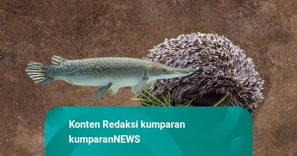 Beda Nasib Pemelihara Landak Jawa dan Ikan Aligator