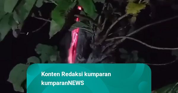 Penjelasan BPBD soal Pohon Jati di Kuningan Dalamnya Ada Api Membara