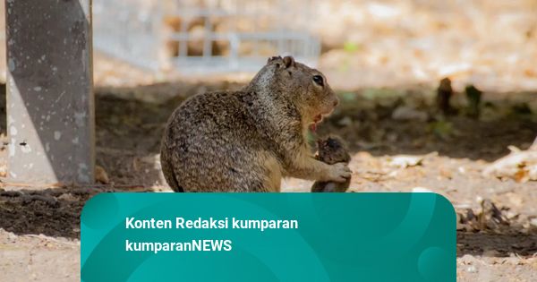 Pengakuan Pemburu Tupai di Sumut yang Malah Tewaskan Orang: Tidak Tahu