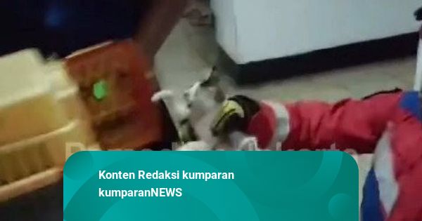 Anak Kucing Terjebak di Balkon Gedung Asrama Putri RSPAD, Damkar Bantu Evakuasi