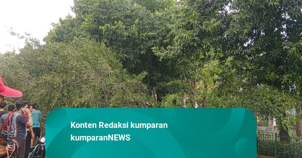 Pohon Tumbang Timpa Mobil di Lenteng Agung, Pengemudi Terluka