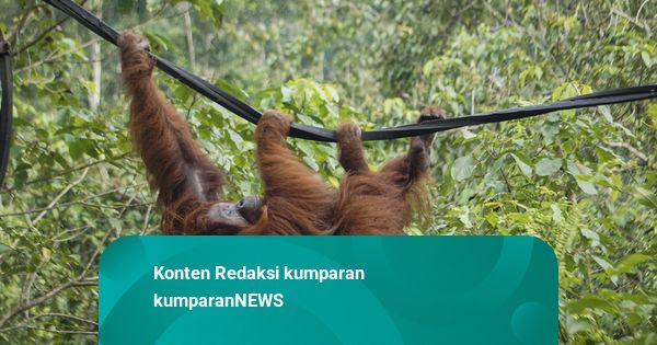 Foto: Melihat Kehidupan Orang Utan di Pusat Rehabilitasi Samboja Lestari, Kaltim