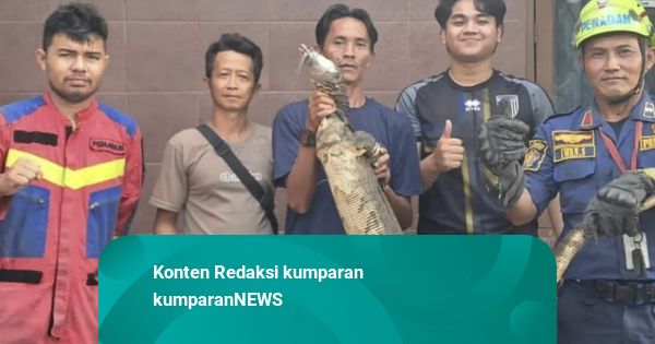 Suara Berisik di Plafon Ternyata Biawak 1,5 Meter, Warga Bogor Telepon Damkar