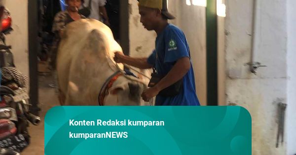 Sapi Kurban di Yogya Lepas lalu Berjalan-Jalan di Antara Gang Perkampungan