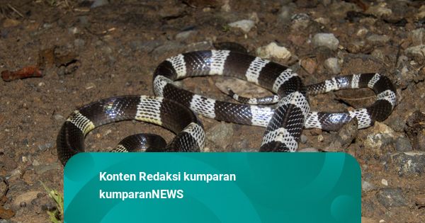 Mainkan Ular Weling, 2 Pemuda di Bogor Dipatuk: 1 Tewas, 1 Kritis