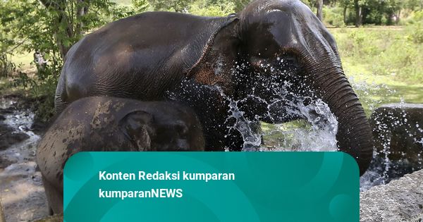 Foto: Melihat Peringatan Hari Gajah Sedunia di Aceh