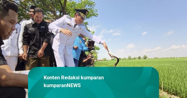 Bupati Indramayu Lepas 200 Ular, Biawak, Burung Hantu ke Sawah: Basmi Hama Tikus