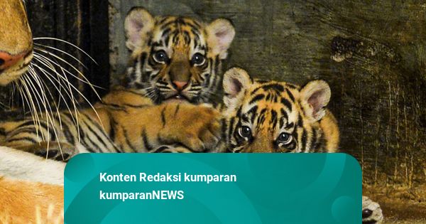 Foto: Gemasnya 2 Anak Harimau Benggala Lahir di Kebun Binatang Bandung