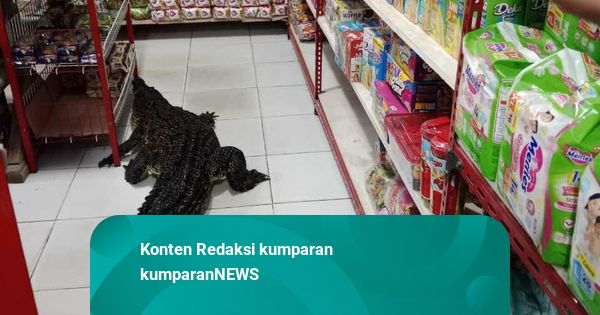 Hujan Deras di Maluku Utara, Buaya Masuk ke Minimarket Jadi Tontonan Warga