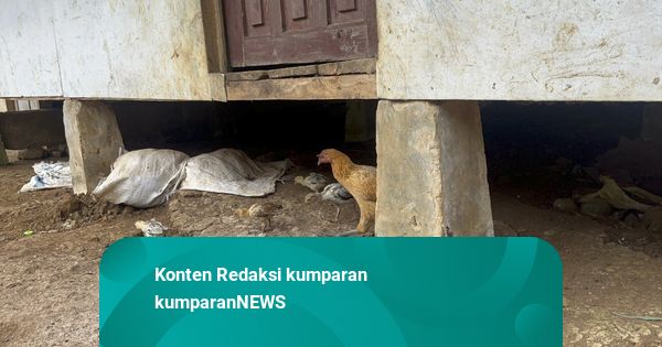 Melihat Kolong Rumah Raya, Tempat Ia Diduga Terpapar Larva Cacing Gelang