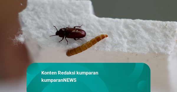 Foto: Ulat Hongkong Jadi Solusi Atasi Sampah Plastik, Termasuk Polistirena