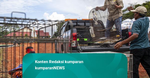 Foto: 2 Ribu Telur Penyu Hijau hingga 8 Ribu Kelabang Kering Disita di Batam