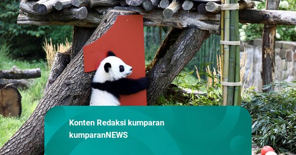 Foto: Leni dan Lotti, Panda Kembar di Berlin Rayakan Ulang Tahun Pertama