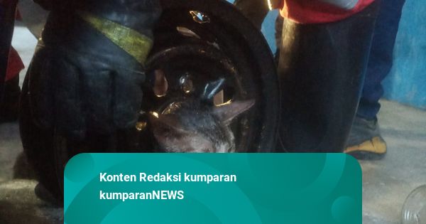 Aksi Damkar Surabaya Selamatkan Kucing Terjepit Velg Mobil Saat Kejar Mangsa