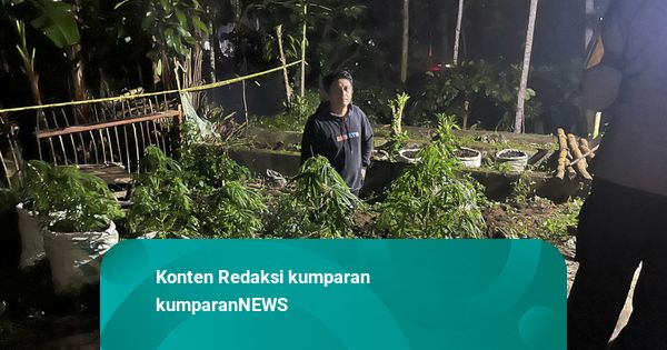 Berawal dari Tangkap Massa Demo Ricuh di Blitar, Polisi Temukan Ladang Ganja