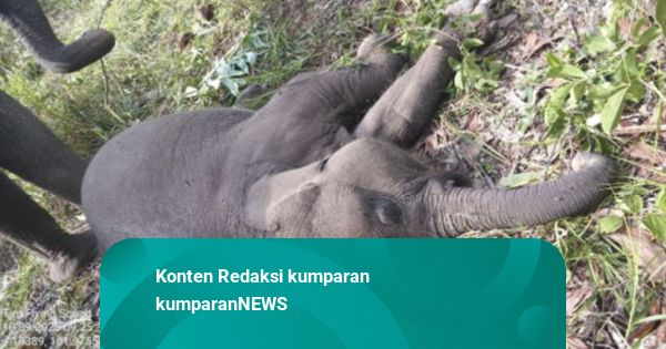 Duka di TN Tesso Nilo: Gajah Tari Mati, Penyebabnya Masih Misteri