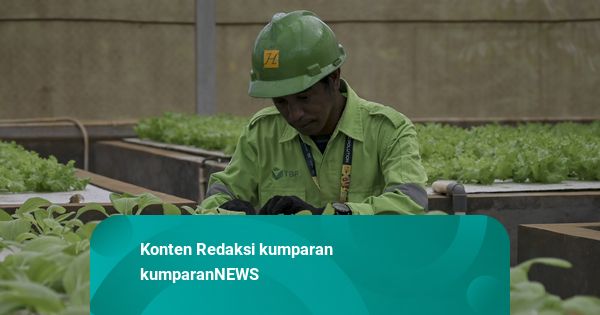 Reklamasi Lahan Bekas Tambang di Obi: Ribuan Pohon Lokal, Lestari dengan Sains
