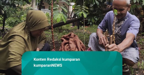 Melihat Bunga Suweg yang Tumbuh di Pekarangan Warga Depok