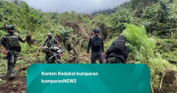 Satgas RI-PNG Temukan 4 Ladang Ganja yang Dikamuflase Jadi Ladang Jagung